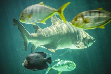 Deniz altında Yüzme köpekbalığı