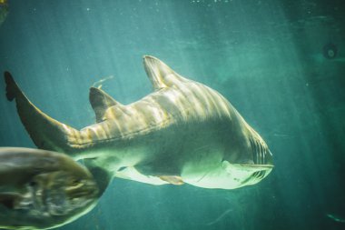 Deniz altında Yüzme köpekbalığı