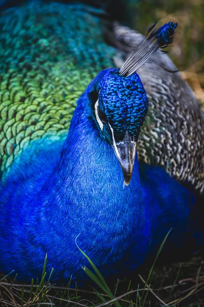 Głęboko niebieski Paw — Zdjęcie stockowe