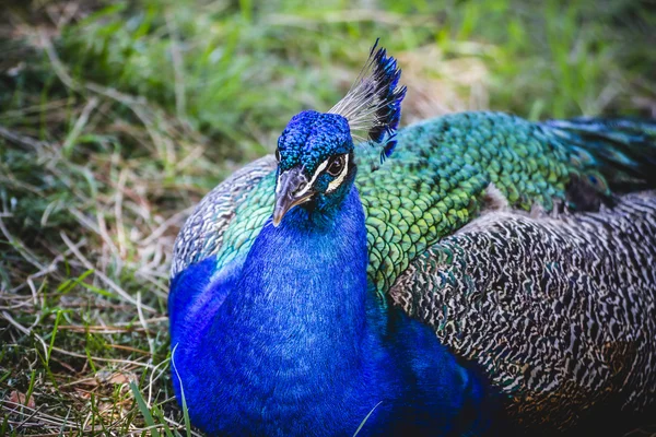 Pavo real azul profundo — Foto de Stock