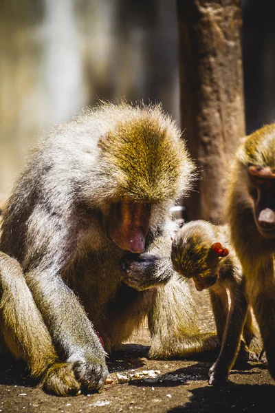 Baboon family eating — Stock Photo, Image