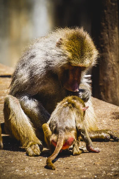 Baboon family eating — Stock Photo, Image