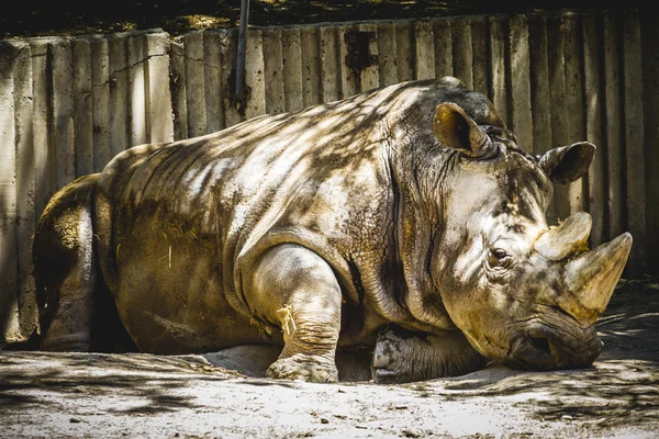 Потужний rhino відпочиває — стокове фото
