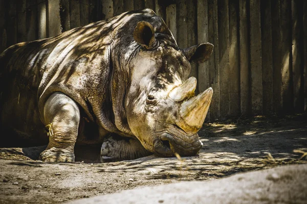 Powerful rhino resting — Stock Photo, Image