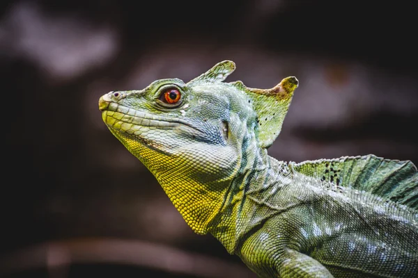 Scaly lizard — Stock Photo, Image