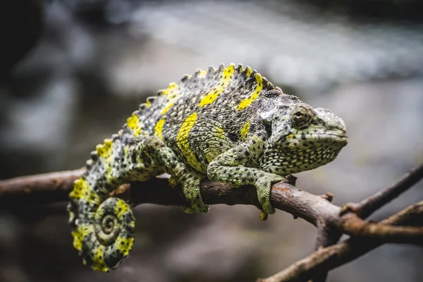 Chameleon, scaly lizard — Stock Photo, Image