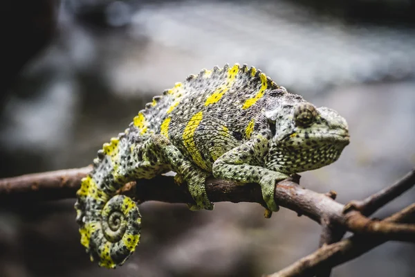 Camaleão, lagarto escamoso — Fotografia de Stock