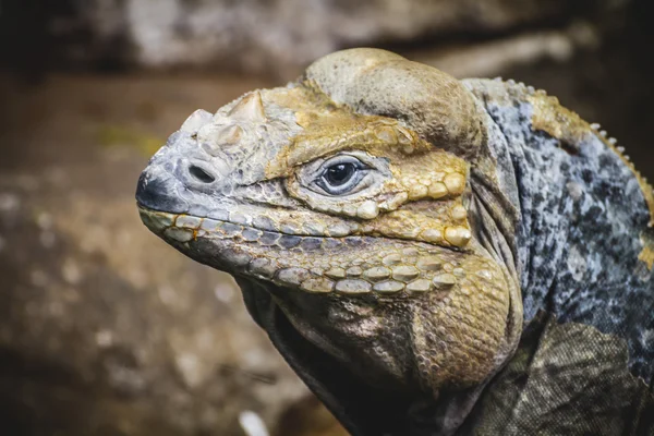 Reptielen, schilferige hagedis — Stockfoto