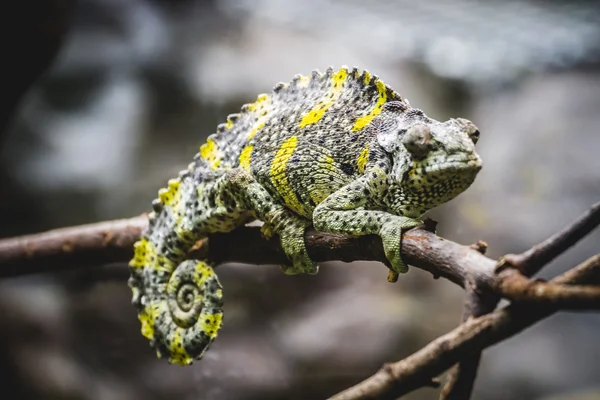 Camaleón, lagarto escamoso — Foto de Stock