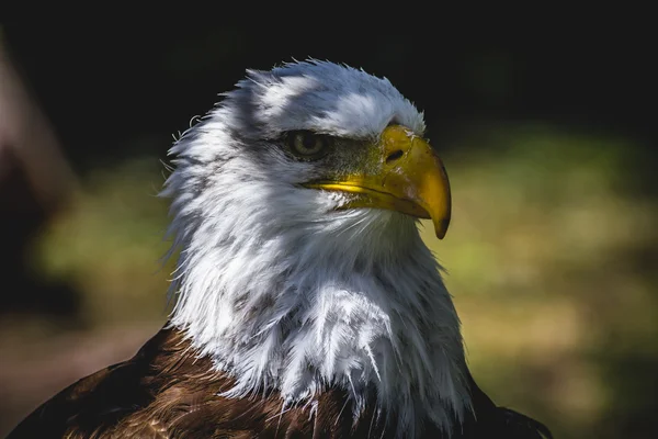 Vithuvad eagle — Stockfoto