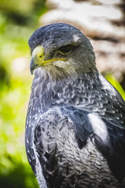 Spanish falcon — Stock Photo, Image