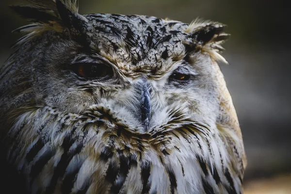 Spanish owl — Stock Photo, Image