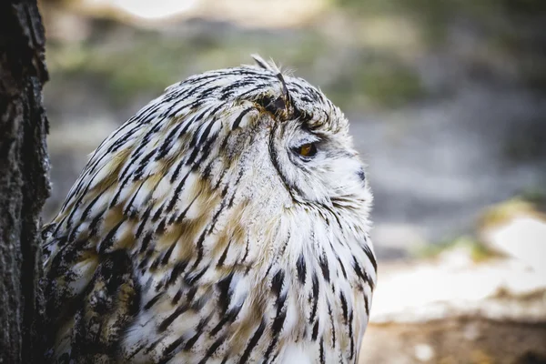 Spanish owl — Stock Photo, Image