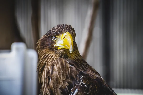 Aquila reale spagnola — Foto Stock