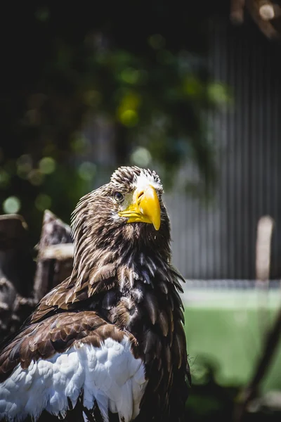 Spanischer Steinadler — Stockfoto