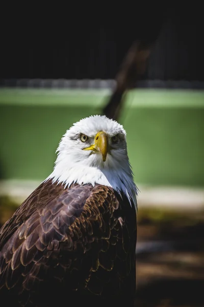 Білоголової орел — стокове фото