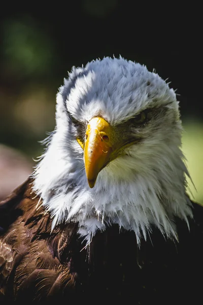 Vithuvad eagle — Stockfoto