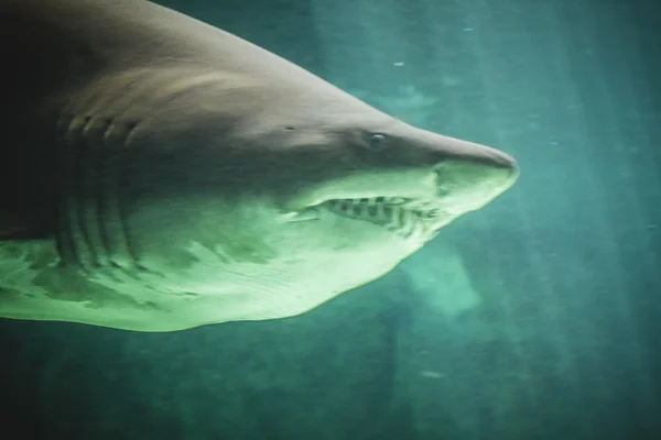 Tiburón nadando bajo el mar — Foto de Stock