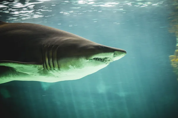 Shark swimming under sea — Stock Photo, Image