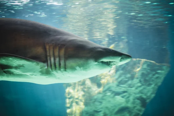 Shark swimming under sea — Stock Photo, Image