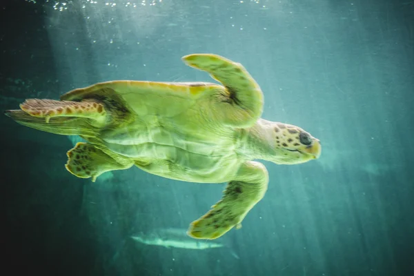 Huge turtle swimming — Stock Photo, Image