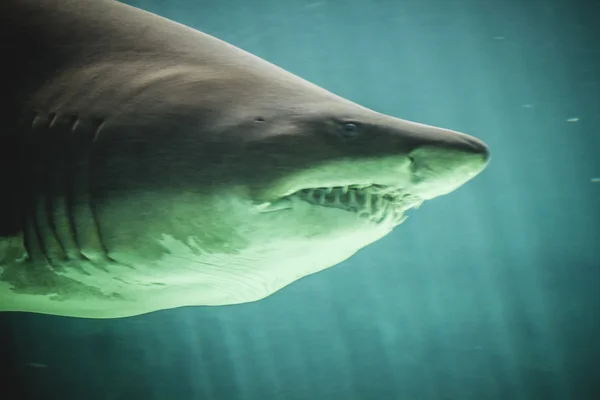 Tiburón nadando bajo el mar — Foto de Stock
