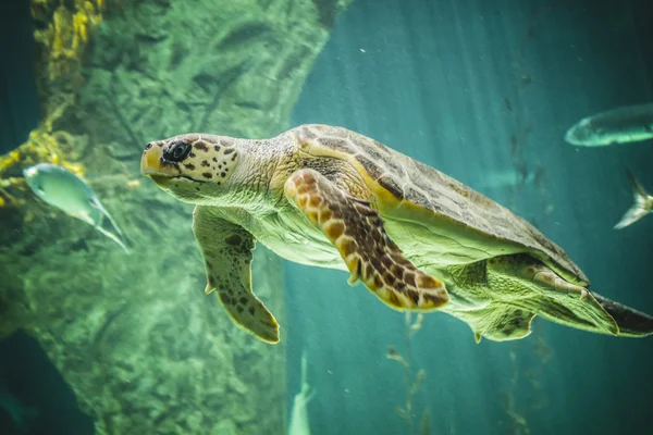 巨大な海亀の水泳 — ストック写真
