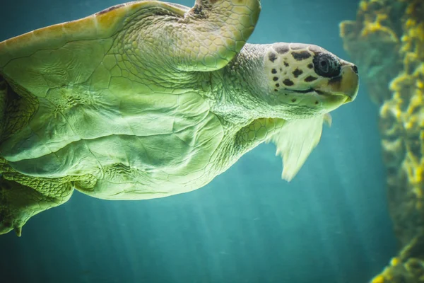 수영 하는 거 대 한 거북이 — 스톡 사진