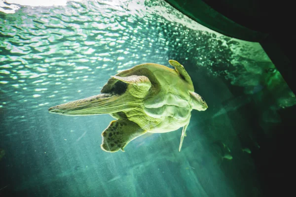 Enorme nuoto tartaruga — Foto Stock