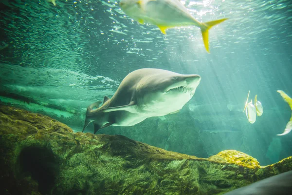 Καρχαρία, κολύμπι κάτω από θάλασσα — Φωτογραφία Αρχείου