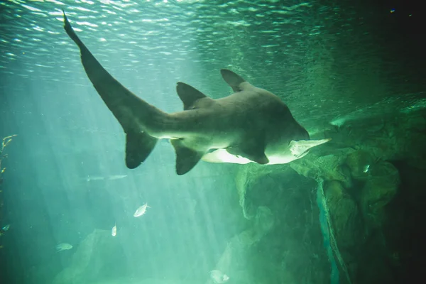 Акулы плавают под водой — стоковое фото