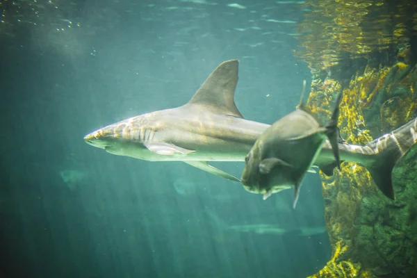 Shark swimming under sea — Stock Photo, Image