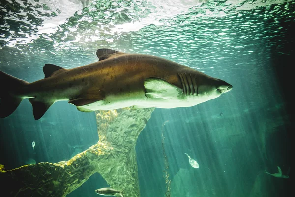 Deniz altında Yüzme köpekbalığı — Stok fotoğraf