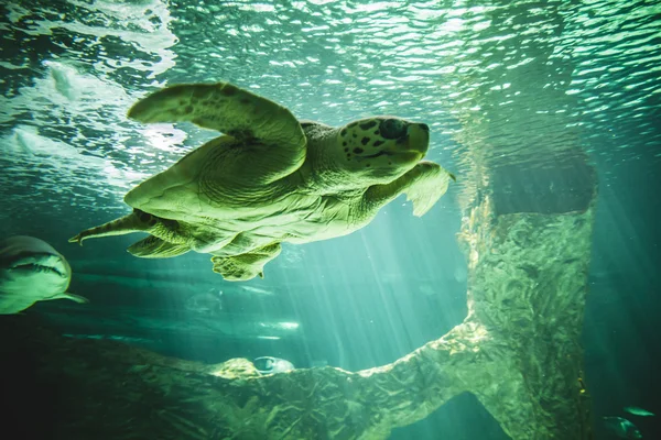 Enorme natação tartaruga — Fotografia de Stock