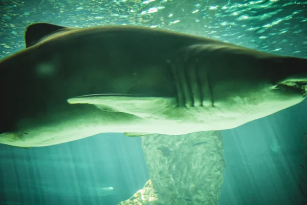 Shark swimming under sea — Stock Photo, Image