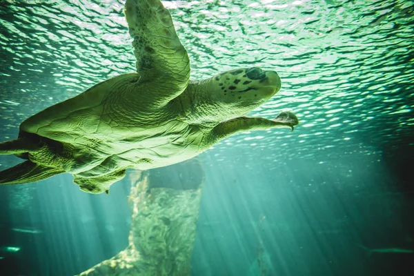 巨大な海亀の水泳 — ストック写真