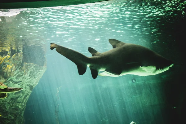 Tubarão nadando debaixo do mar — Fotografia de Stock