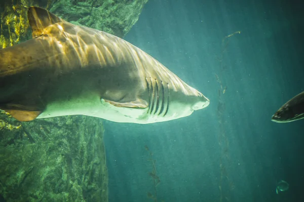 Haai zwemmen onder zee — Stockfoto