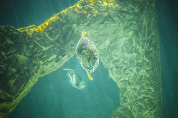 Shark swimming under sea