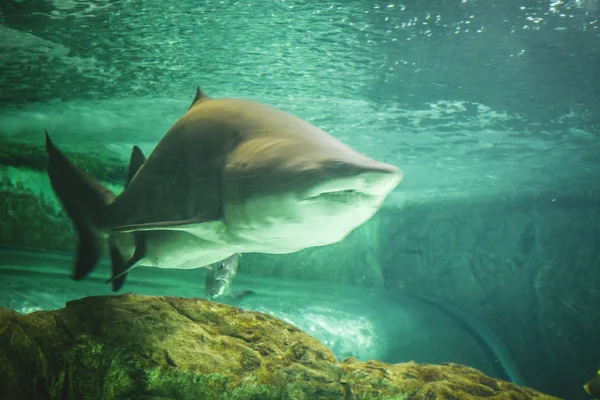 Shark swimming under sea — Stock Photo, Image