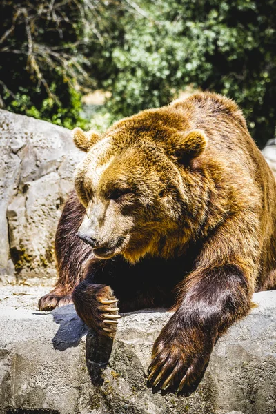 Furry brown bear — Stock Photo, Image