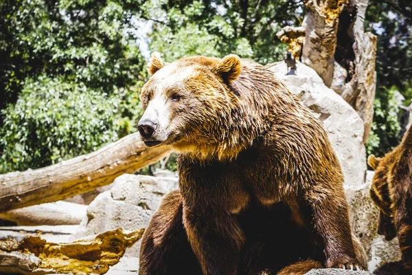Urso castanho peludo — Fotografia de Stock