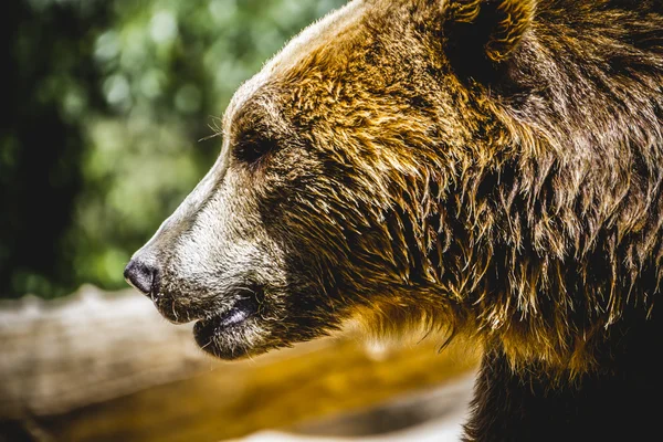 Urso castanho peludo — Fotografia de Stock