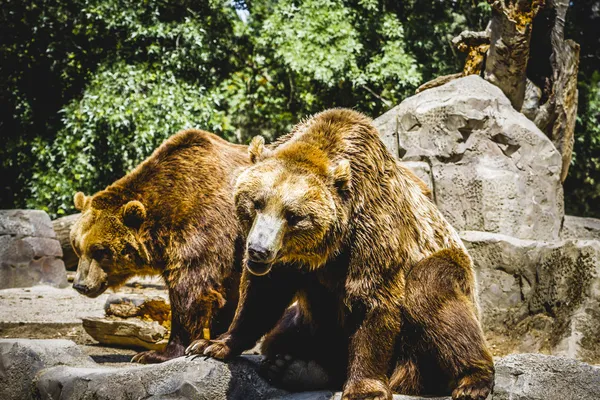 Orso bruno peloso — Foto Stock