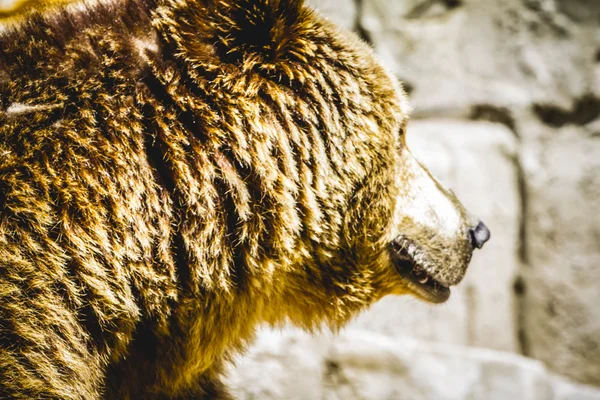 Γούνινο καφέ αρκούδα — Φωτογραφία Αρχείου