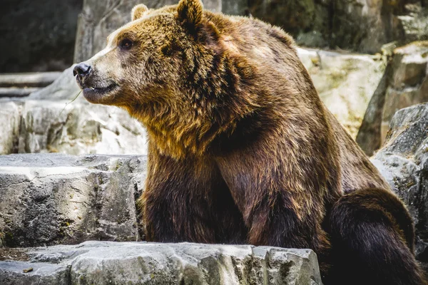 Pelziger Braunbär — Stockfoto