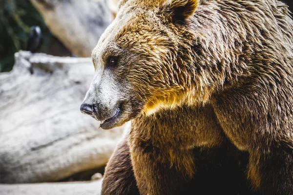 Pelziger Braunbär — Stockfoto