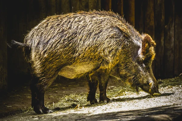 Babi hutan mengikuti jejak — Stok Foto