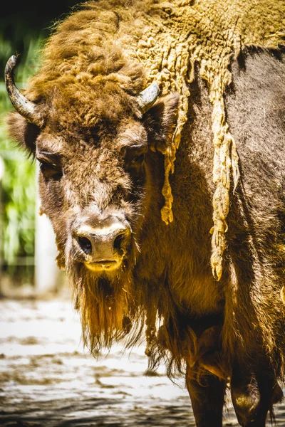 Mäktiga bison — Stockfoto