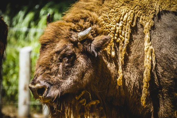 Mighty bison — Stock Photo, Image